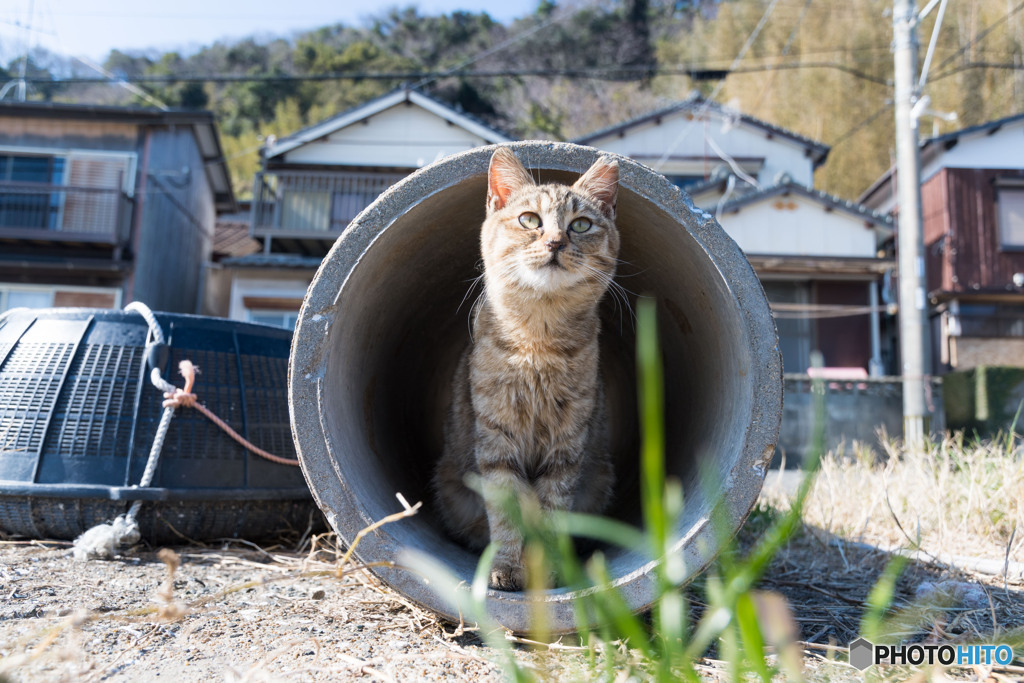 明日のお天気はどうかニャ