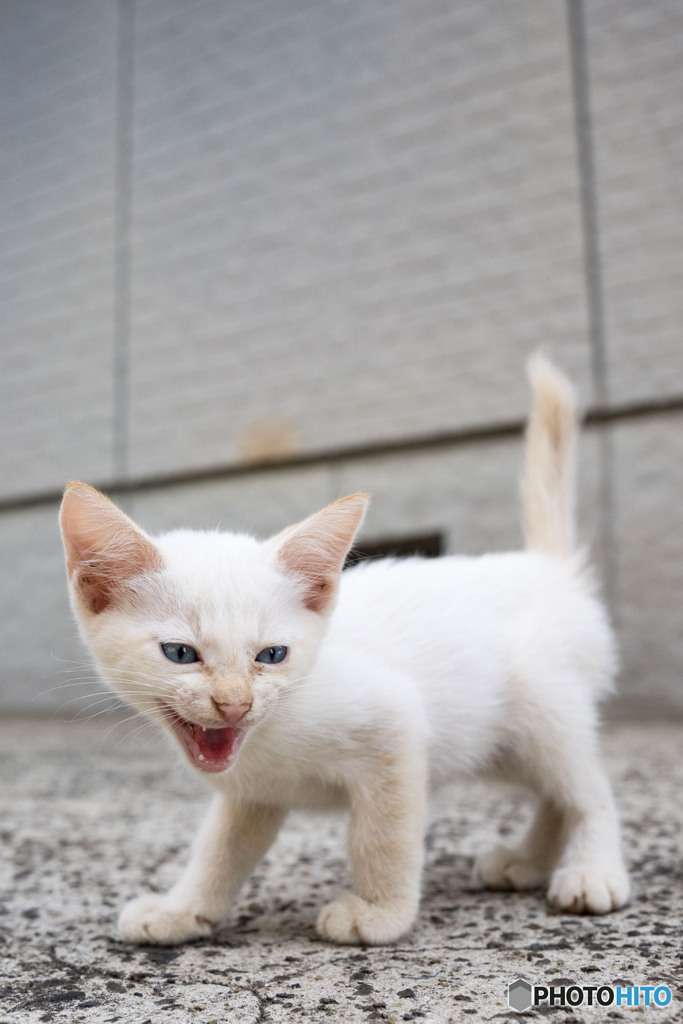 にゃ～お