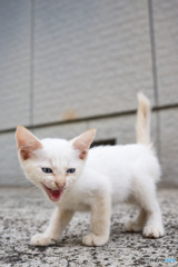 にゃ～お