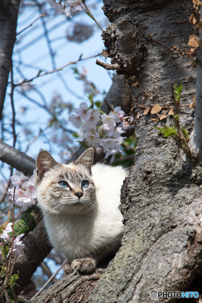シャーミーちゃんのお花見