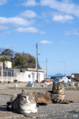 春を待つネコさん