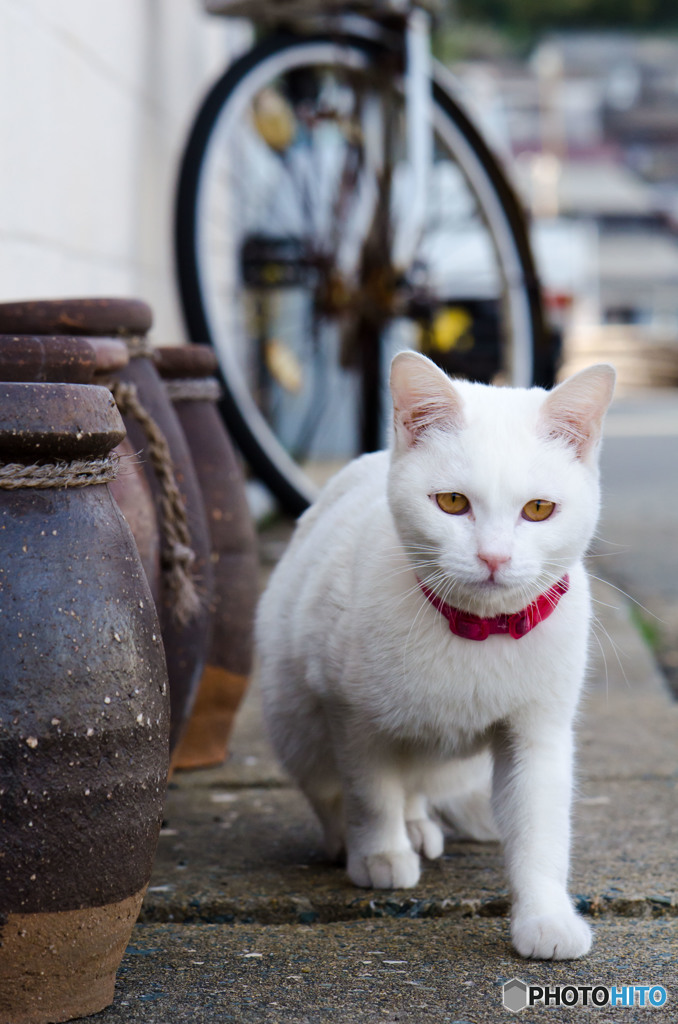 フーちゃん