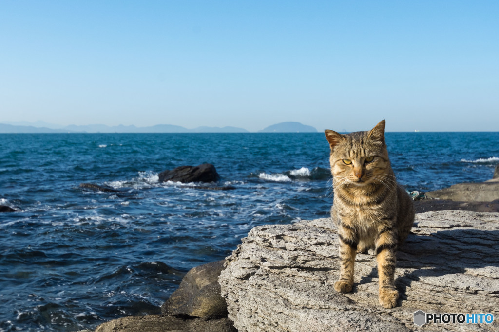 穏やかな海辺のネコさん