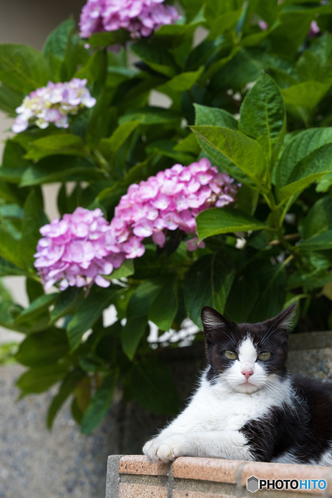 紫陽花とはっちゃん