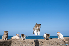 ひらりとね