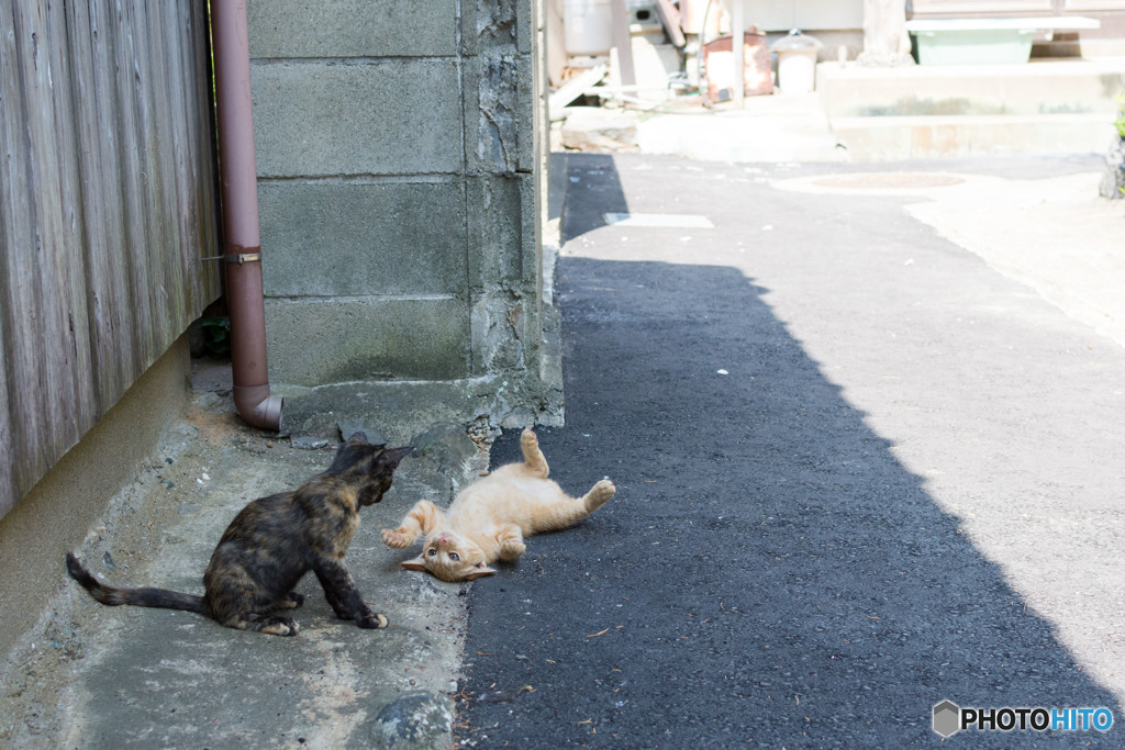 かかってこ～い！