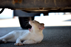 あくびのシロちゃん