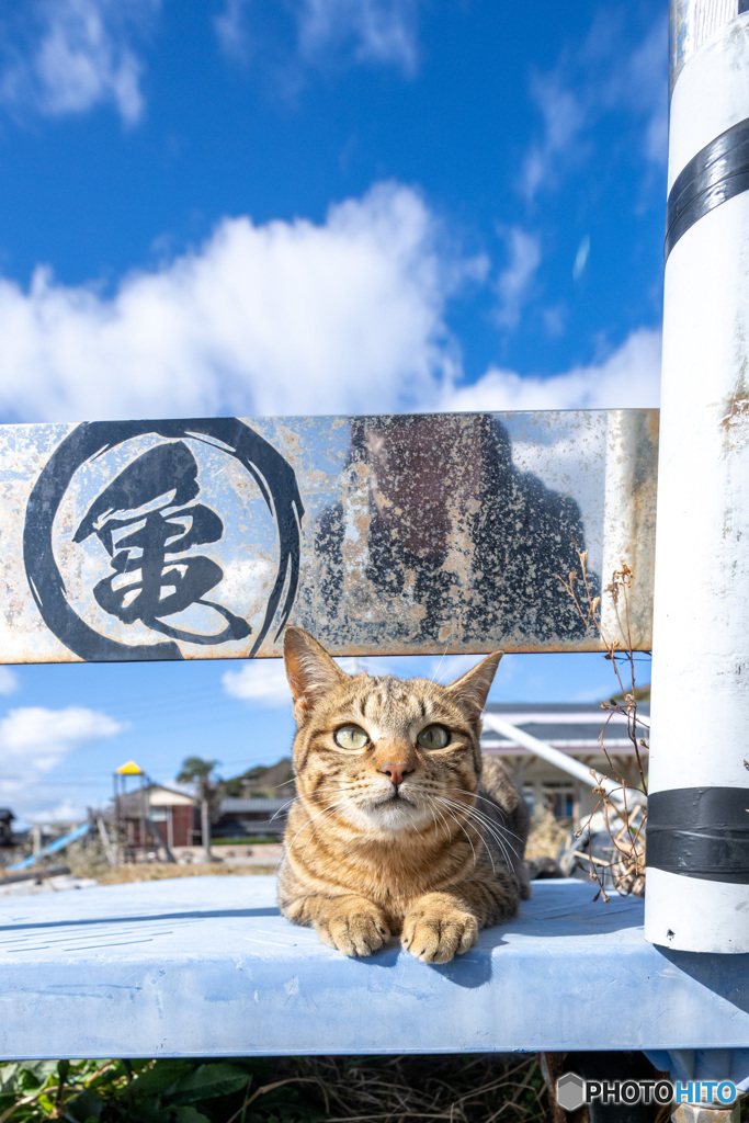 亀は万年