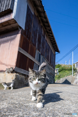 コニャニャチハのご挨拶