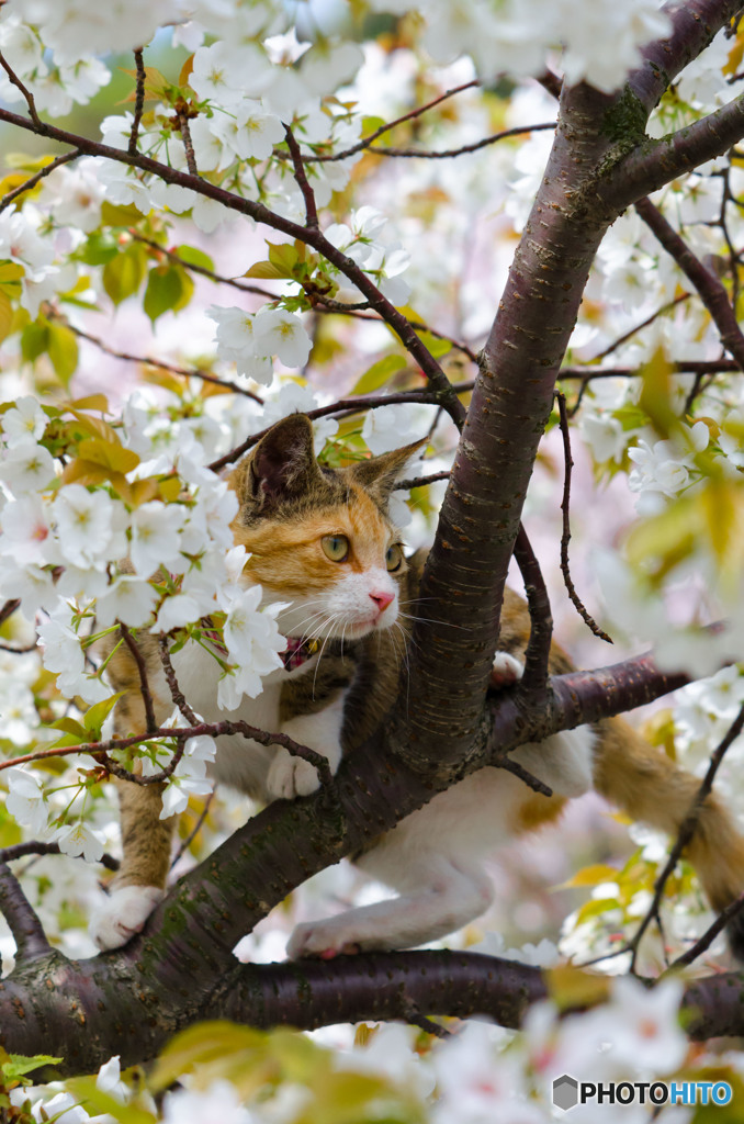 桜が咲いたよ