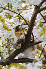 桜が咲いたよ