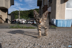 トコトコ