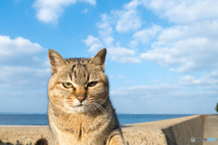 まん丸さん