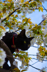 黒猫のジェリーさん。桜の木で遊ぶ。