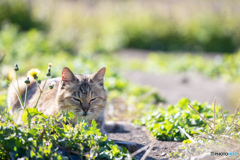 うとうと・・・