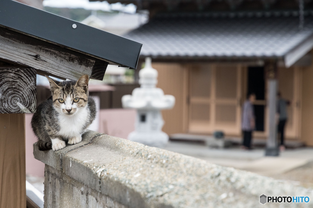 お寺で見かけた子