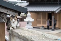 お寺で見かけた子