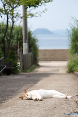 ここで寝てもいいのかニャ