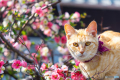ネコさんと木瓜の花（4）