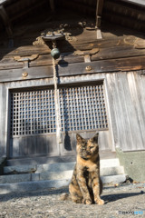神社でパチリ