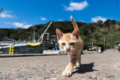 お散歩にゴー（2）