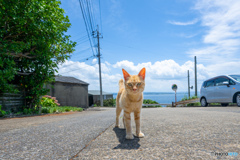 夏