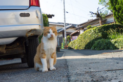 地島白浜港の気のいいネコさん。3年ぶりに会ったスコちゃん。