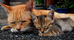 お父さん大好き