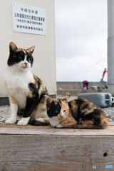 ミーさんとおチビさん