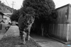 言いたいことがある(=‘ｘ‘=)