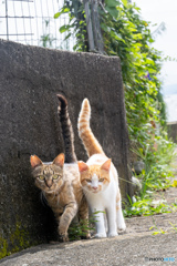 仲良しフレンズ