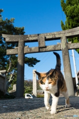 神社で出会ったミーさん