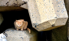 あたしも暑いです