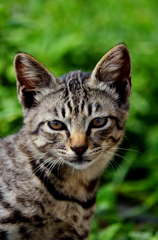 きりっとねヽ(*´∀｀)ノ