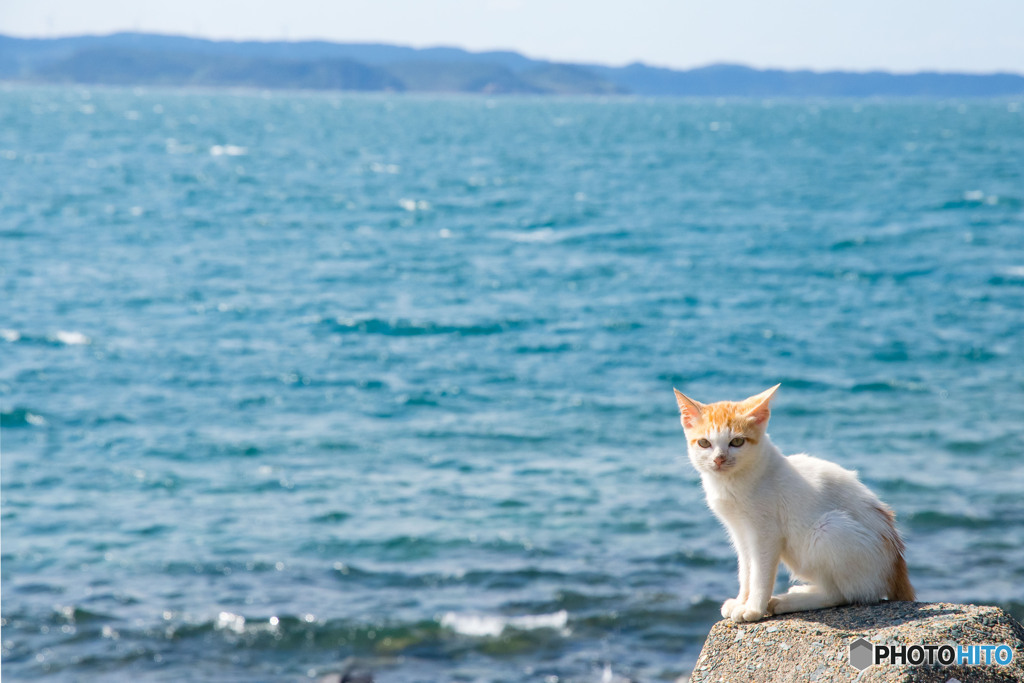 海は広いな