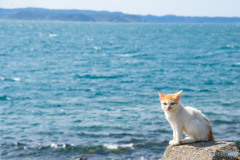 海は広いな