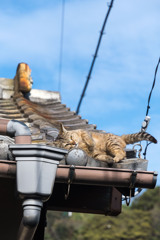 瓦屋根の上。気をつけて。