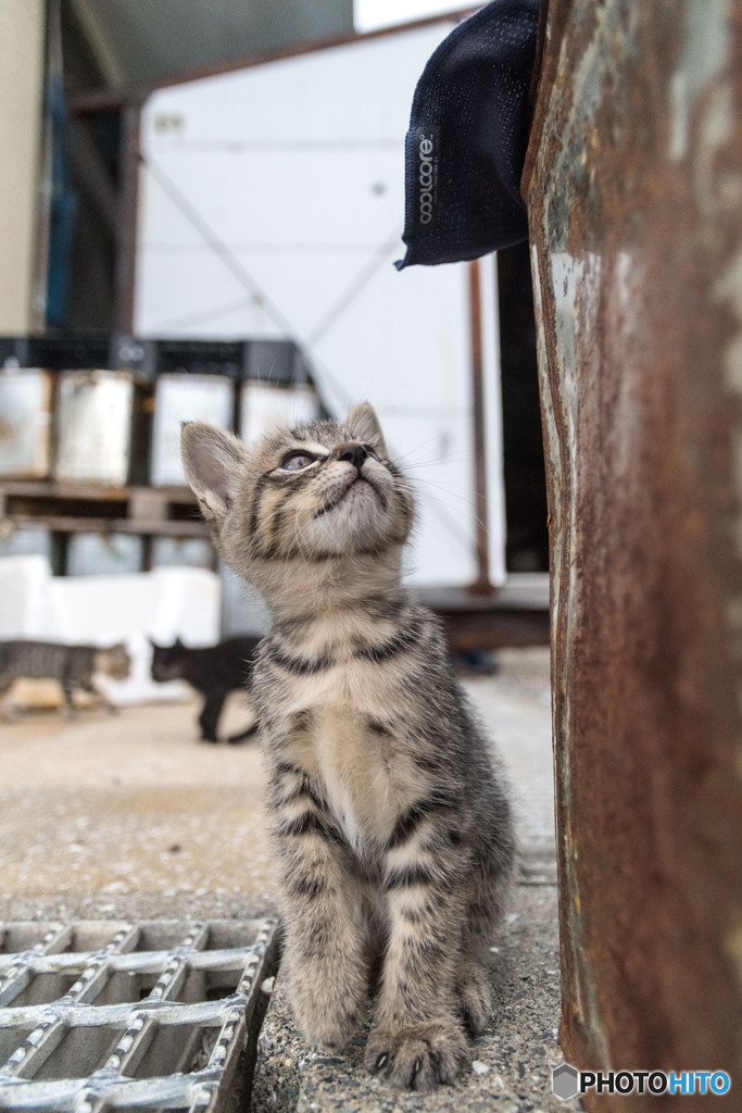 それは何だニャ