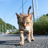 通せんぼだニャ