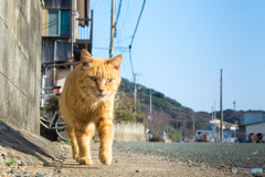 朝のお散歩