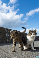 秋空ニャニャニャ