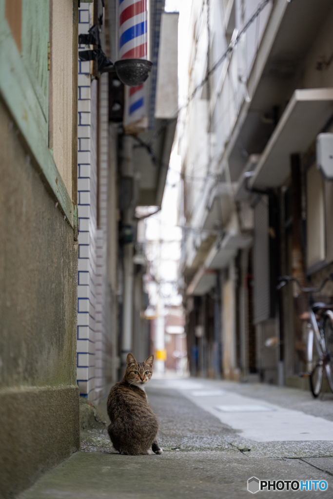 路地裏ネコさん