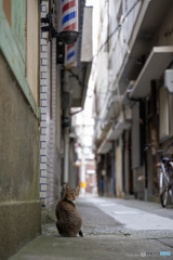 路地裏ネコさん