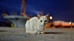 夜になりました