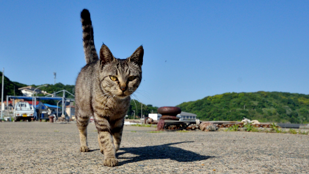 ニャン次郎さん、てくてく歩く