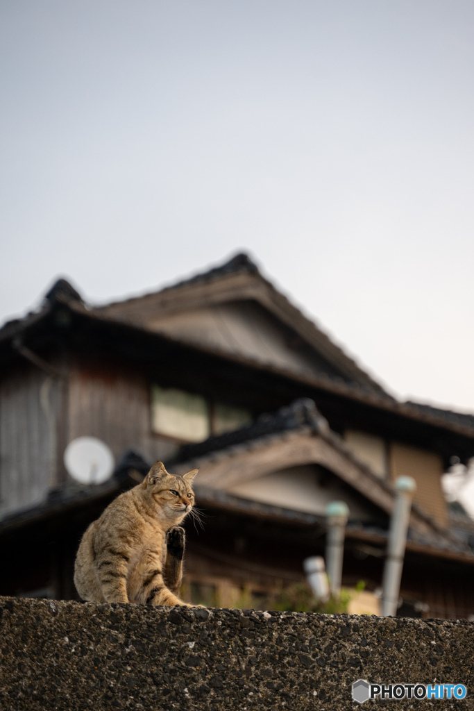 新しい朝が来た