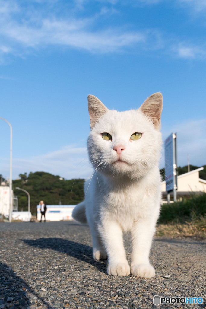 おはようシロちゃん