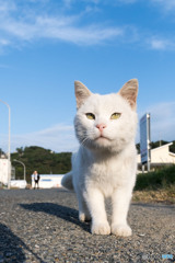おはようシロちゃん