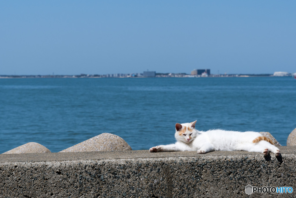 海と猫