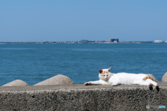 海と猫